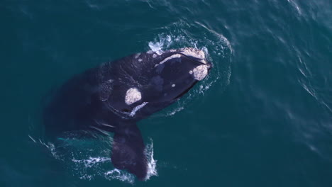 sadrone115 obtener una vista de cerca de los movimientos graciosos de una ballena jorobada