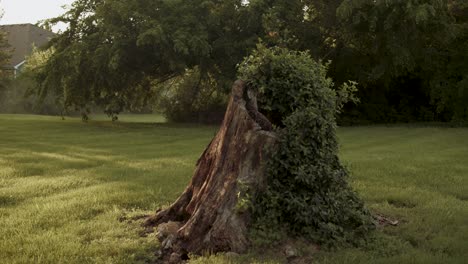 Smooth-closeup-and-descending-pan-camera-movement-from-an-old-stump-on-the-center-of-the-garden