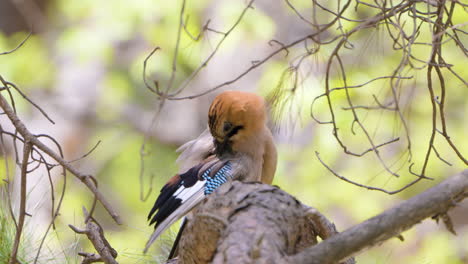 eurasian jay juvenile bird on pine tree preens feathers