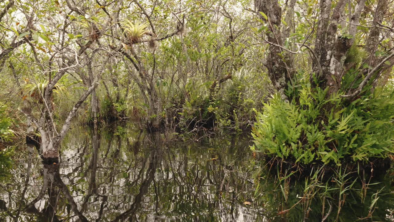 Serene Swamp Forest with Reflections