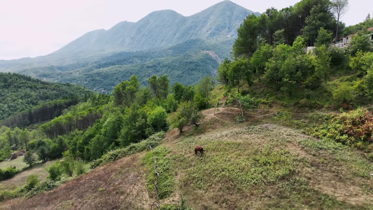 бурая кобыла кормится на холме с видом на горы и лес