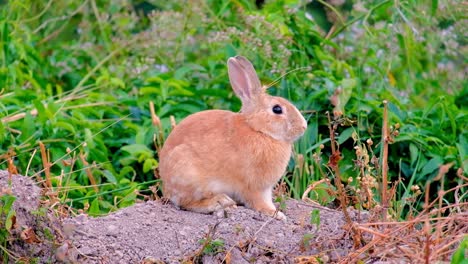 cute brown rabbit bunny on gravel rocks among green plants and flowers static shot