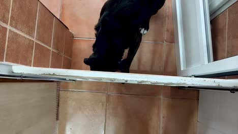 Toma-De-Mano-De-Ojo-De-Pájaro-De-Un-Perro-Labrador-Tratando-De-Atravesar-Una-Barrera-En-La-Casa