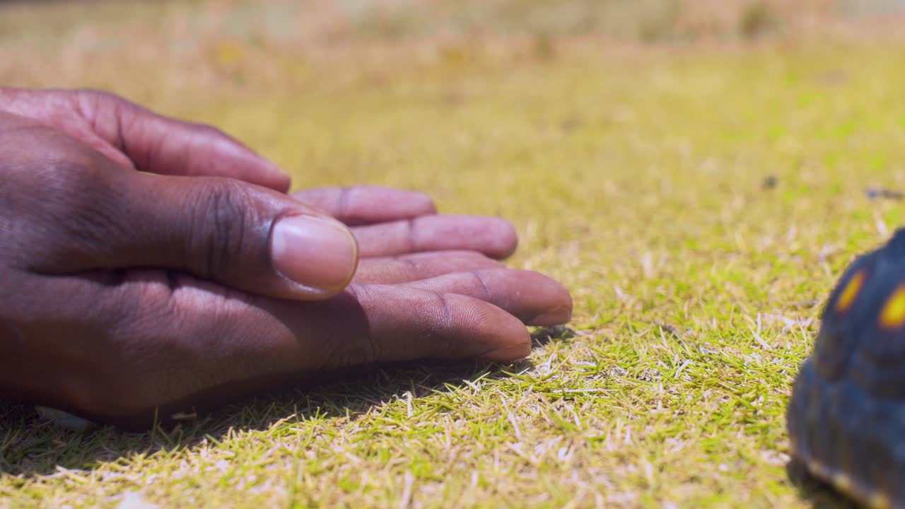Close up red footed tortise placing a on grass by African america hands