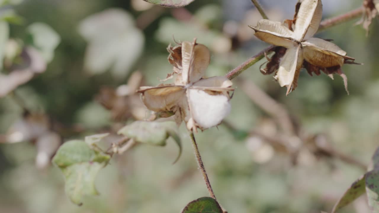 un primer plano de mano de los brotes de algodón en una planta de algodó balanceándose en el viento durante el día en medio de una granja de algodán