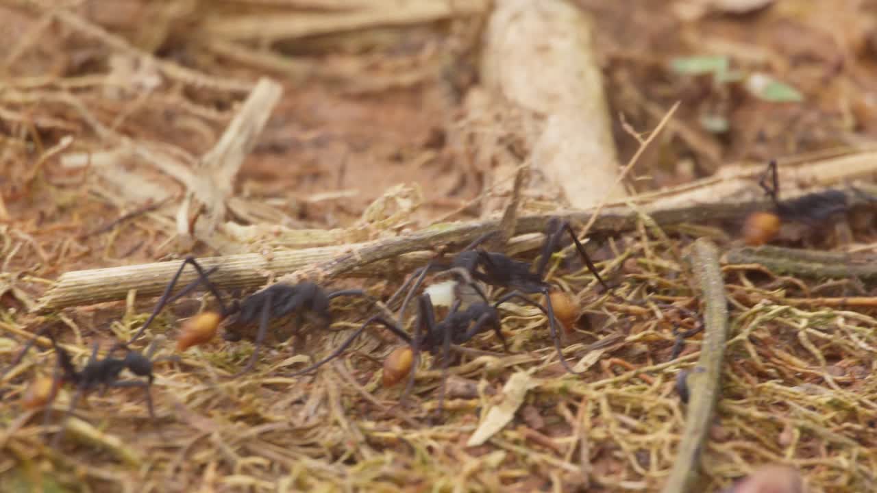 Army ants busy on the forest floor one of them carrying a larvae to new nest, Eciton Rapax