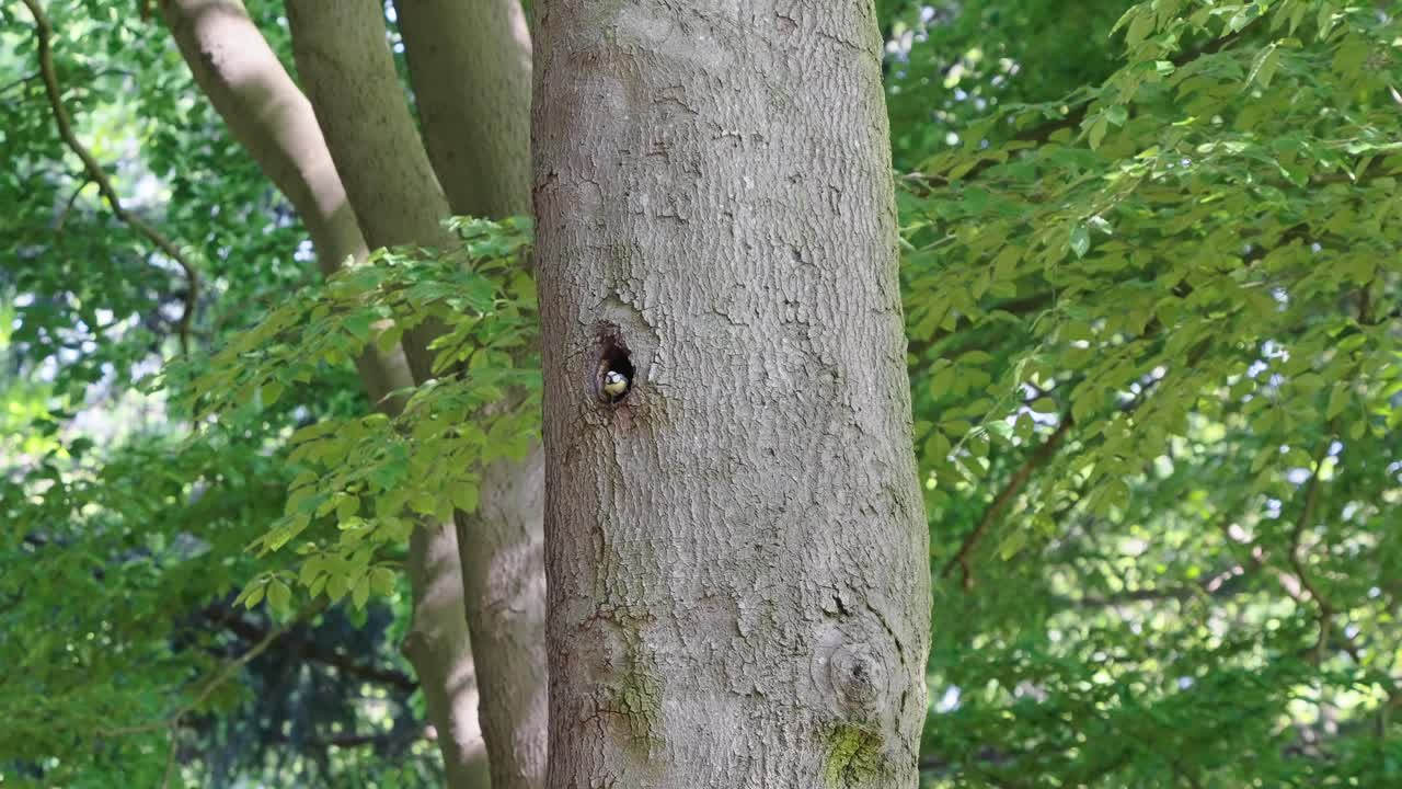 나무에 있는 둥지 구멍에서 날아가는 유라시아 동고비