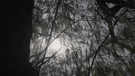 Sun-rays-though-branches-and-leaves-with-cloudy-sky