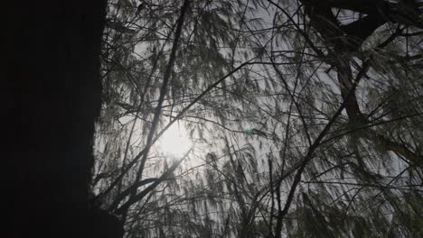 rayos de sol a través de ramas y hojas con cielo nublado