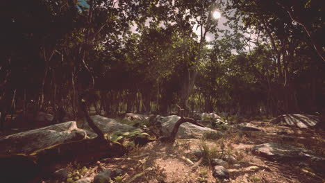 Raíces-De-Un-árbol-En-Un-Bosque-Brumoso