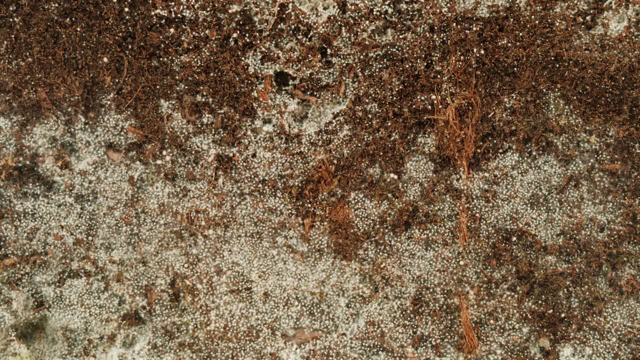 Moldy Soil Texture