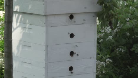 bees flying around a beehive in a garden