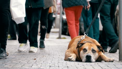 multitud de personas indiferentes en la calle pasan por triste, atado perro fiel