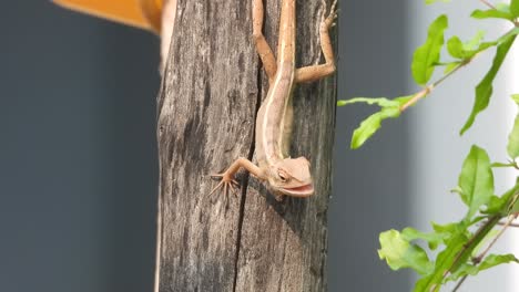 lagarto en el árbol esperando comida