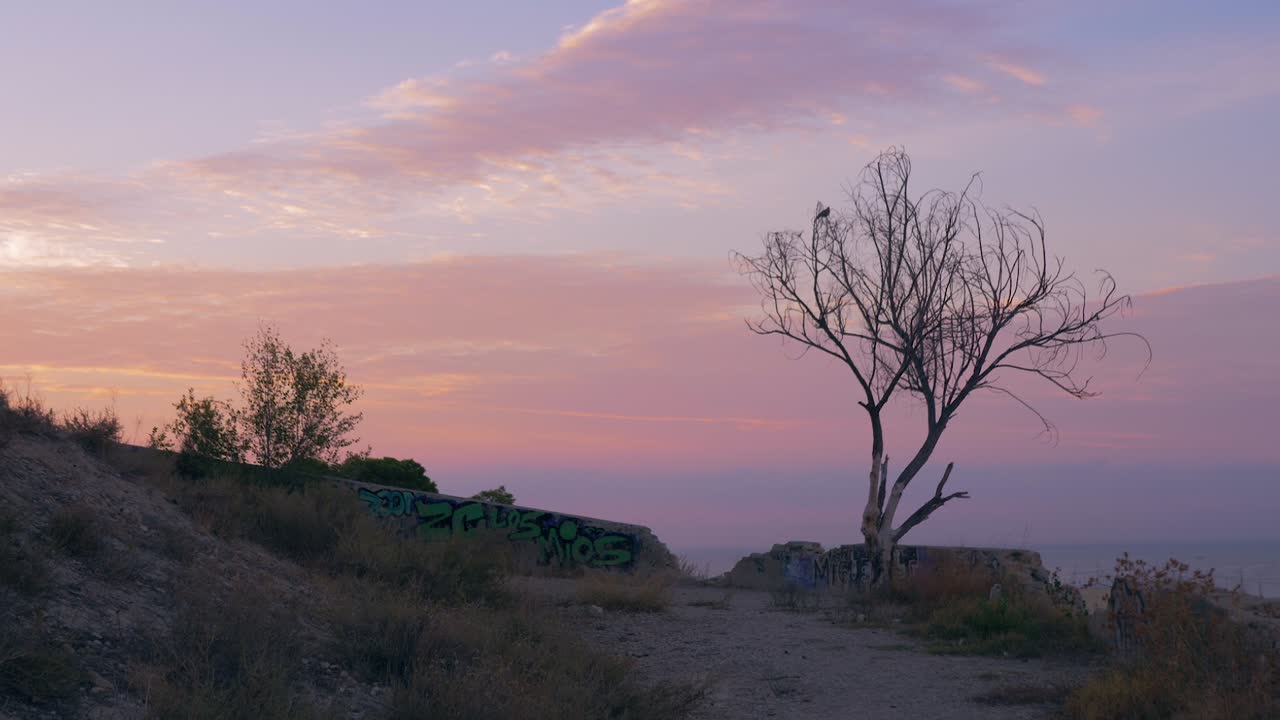árbol solitario sin hojas al atardecer
