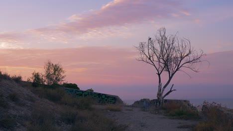 lonely tree without leaves at sunset