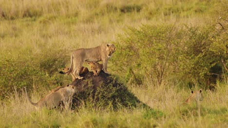 slow motion shot of mother and cubs search across the african plains for food, family wildlife in maasai mara national reserve, kenya, africa safari animals in masai mara north conservancy