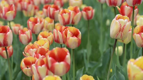 los coloridos tulipanes en flor