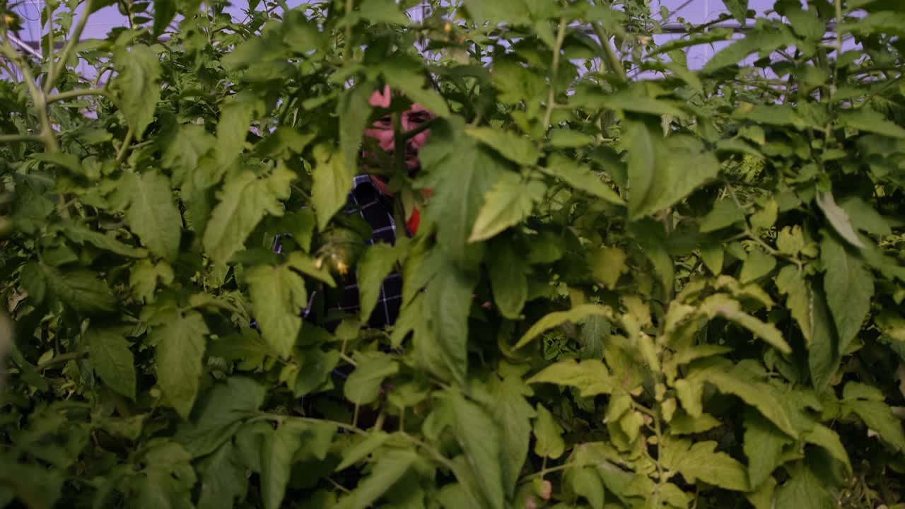un tomate rojo brillante sobresale del cultivo y un granjero entra para recogerlo.