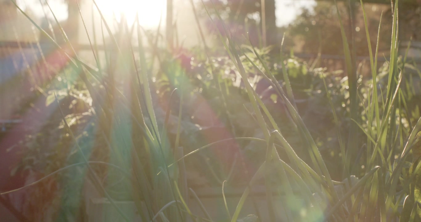 Chive clump in raised planter is coming into focus as sun is moving, fading lens flare