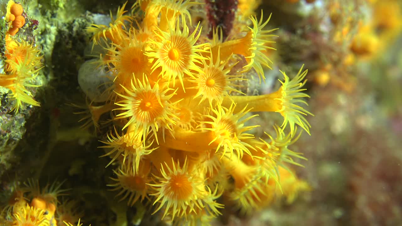 Yellow Daisy corals close up in mediterranean sea