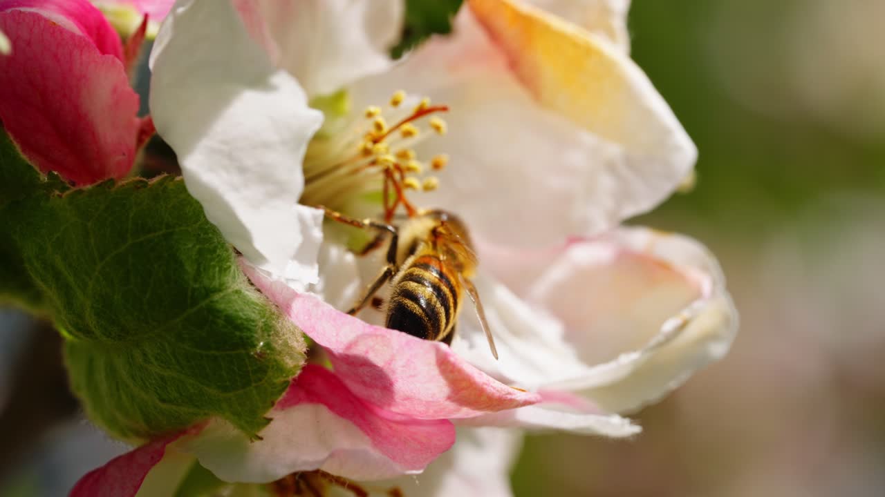 Bee lands on delicate apple blossom collecting pollen in afternoon light
