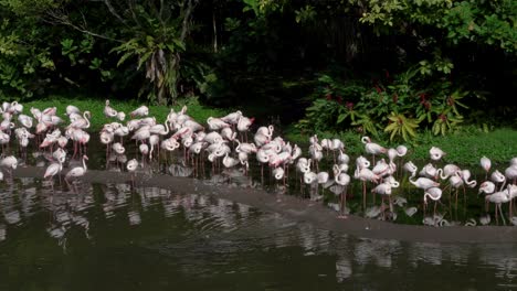 Extravagancia-De-Grandes-Flamencos-En-Un-Lago