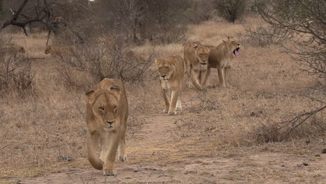 Orgullo-De-Leonas-Caminando-En-La-Sabana-Africana.