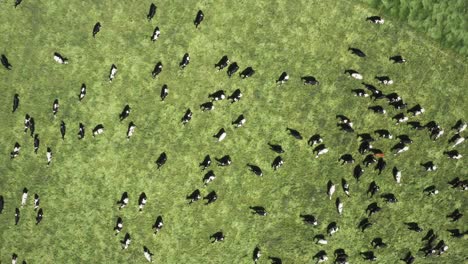 aerial view of cows in a field