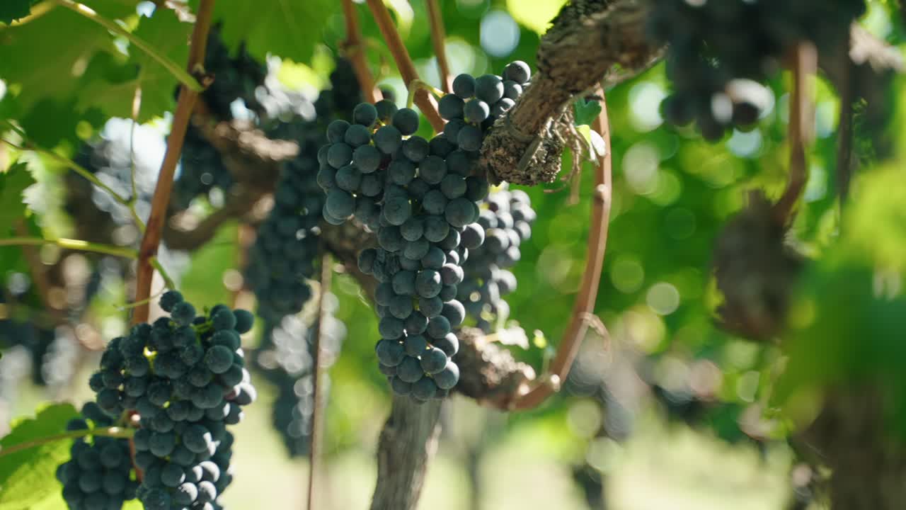 primer plano uvas vino tinto uvas maduras