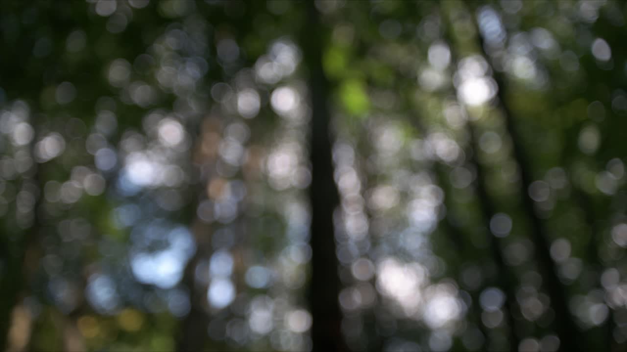 disparo de bokeh brumoso de naturaleza nocturna. plano general