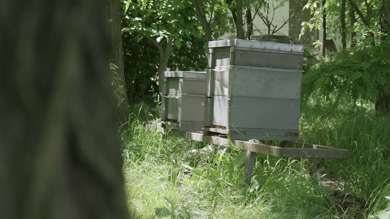 Close-up of beehives on wooden stand in forest shade