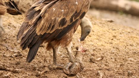 griffon vulture feeding on carrion