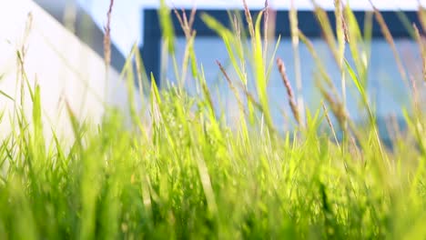 close-up of lush green grass with soft sunlight, urban building blurred in the background