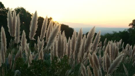 flores al atardecer a contraluz con el valle debajo