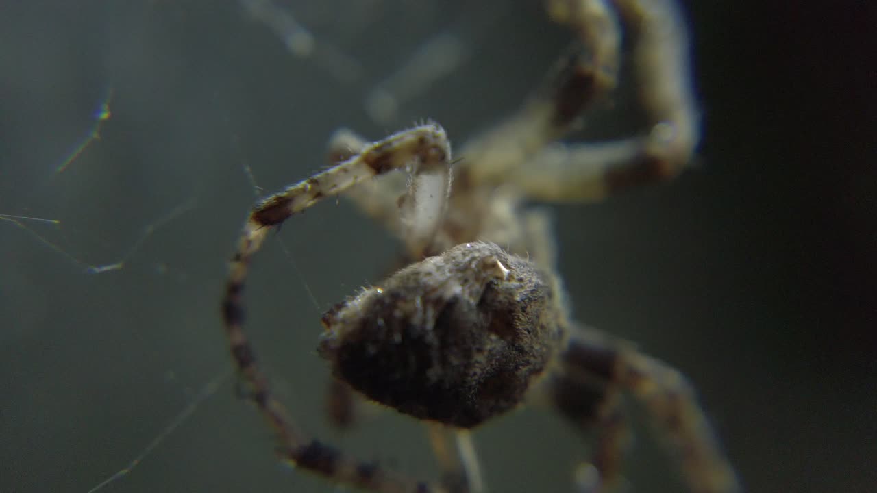 araña tejiendo una red de mano macro disparado con el bolsillo dji osmo