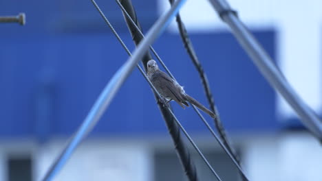 lone brown-eared bulbul perched on electric pole wire