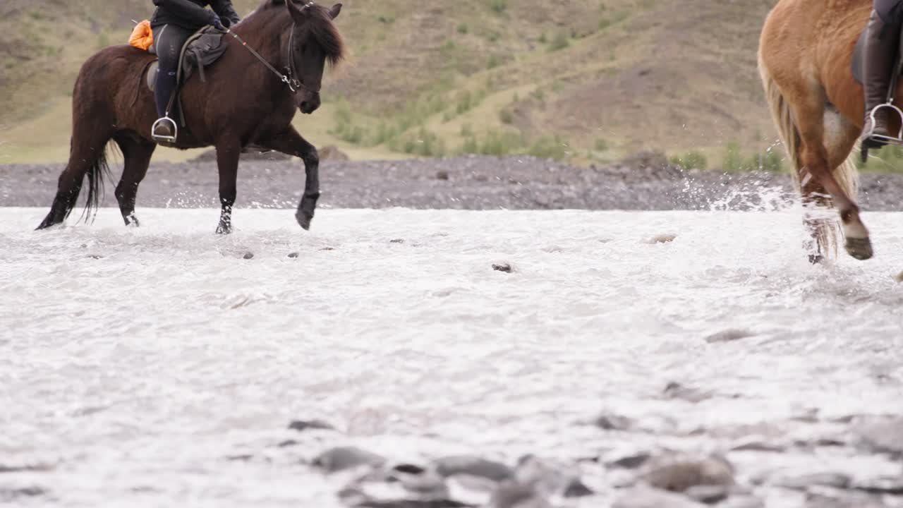 paseos a caballo turísticos a través de un río glacial poco profundo en islandia