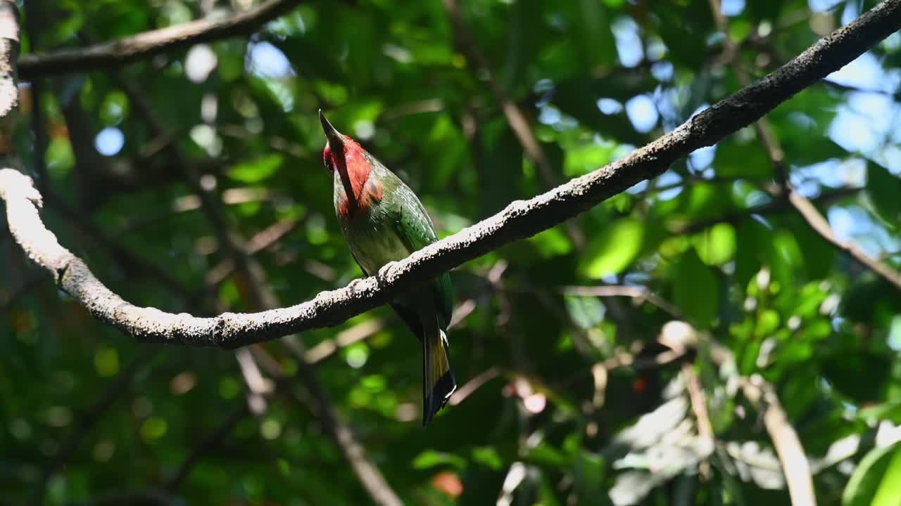 visto mirando hacia arriba mientras está posado en una enredadera oscilante y luego salta para volar, el abejaruco de barba roja nyctyornis amictus, parque nacional kaeng krachan, tailandia