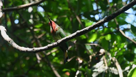 Visto-Mirando-Hacia-Arriba-Mientras-Está-Posado-En-Una-Enredadera-Oscilante-Y-Luego-Salta-Para-Volar,-El-Abejaruco-De-Barba-Roja-Nyctyornis-Amictus,-Parque-Nacional-Kaeng-Krachan,-Tailandia