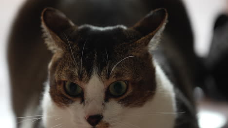 Un-Gato-De-Expresión-Tensa-Con-Pelaje-De-Color-Blanco-Y-Negro