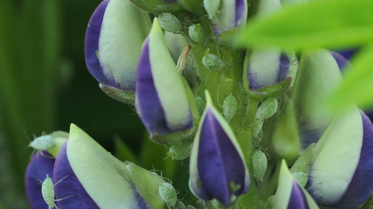 Lupin Aphids on purple Lupin flower head