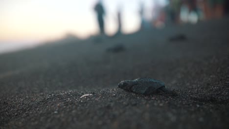 newborn sea turtle release, crawling towards the ocean in monterrico, guatemala