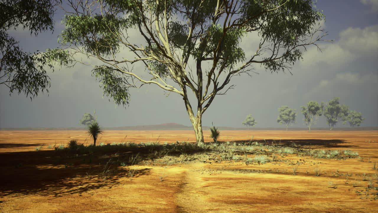 Vast australian landscape featuring a majestic tree under a bright sky