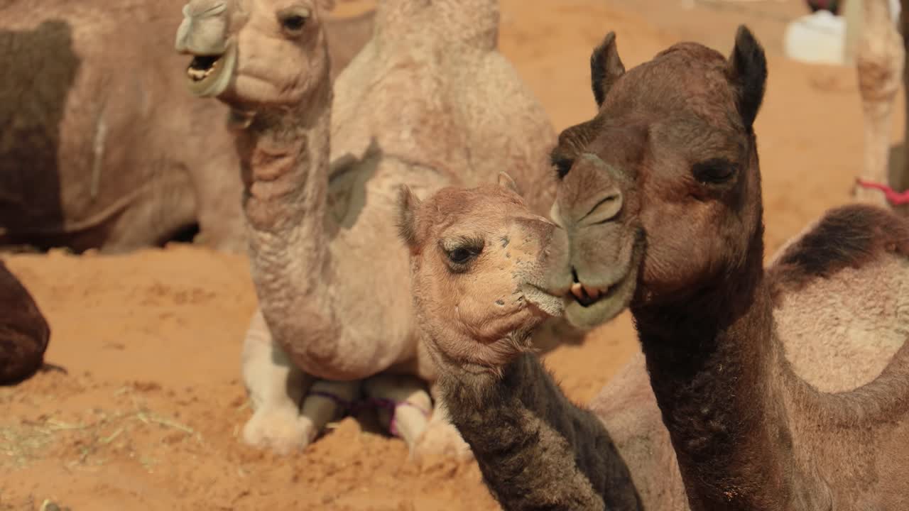 camellos en la feria de pushkar, también llamada feria de camellos de pushkar o localmente como kartik mela es una feria anual de varios días de ganado y cultural que se celebra en la ciudad de pushkar, rajasthan, india.