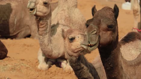 Camellos-En-La-Feria-De-Pushkar,-También-Llamada-Feria-De-Camellos-De-Pushkar-O-Localmente-Como-Kartik-Mela,-Es-Una-Feria-Ganadera-Y-Cultural-Anual-De-Varios-Días-Que-Se-Celebra-En-La-Ciudad-De-Pushkar,-Rajasthan,-India.