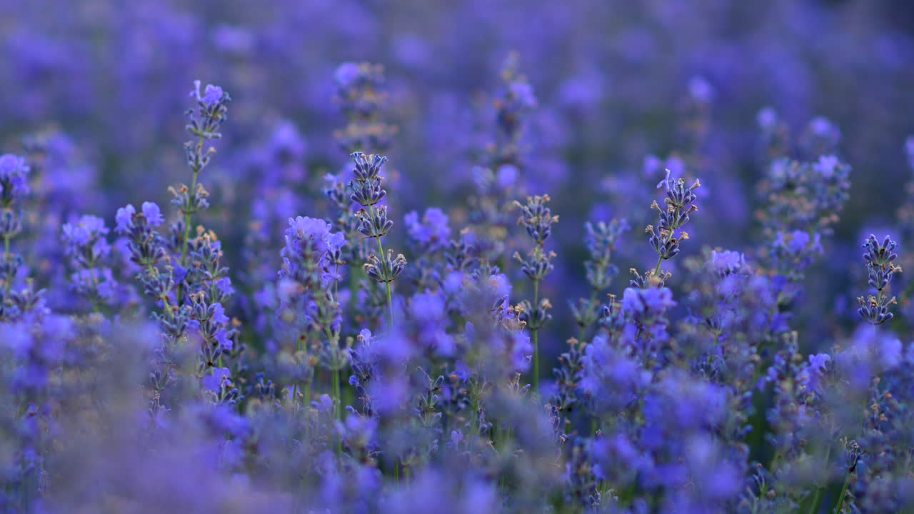 Close up of lavender branches in a filed at sunset