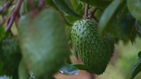 close up shot of a soursop fruit hanging from a tree branch, moving in the gentle breeze