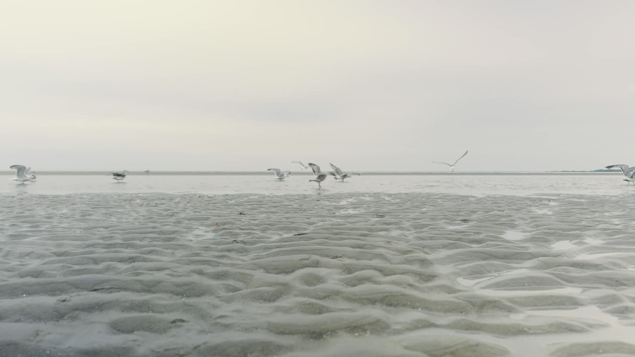 Seagulls gather on a beach at low tide under an overcast foggy sky, calmly standing before flying off together to another spot along the shoreline