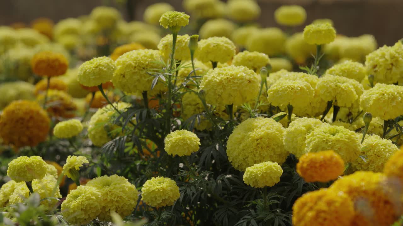 Le calendule stanno sbocciando in giardino